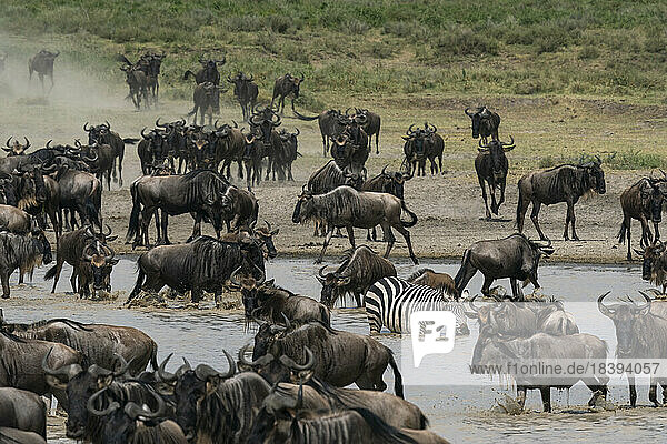 Streifengnu (Connochaetes taurinus) und Zebra (Equus quagga) beim Trinken an einem Wasserloch  Serengeti  Tansania  Ostafrika  Afrika