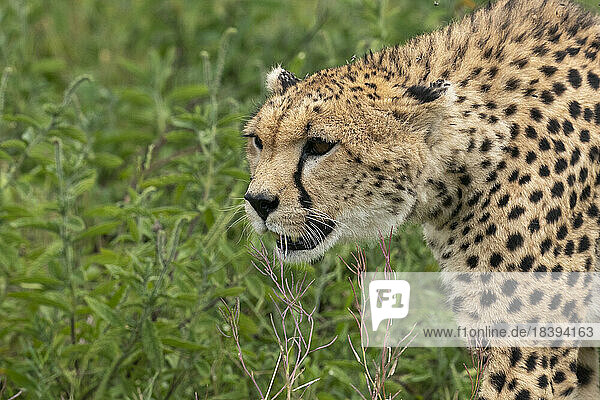 Cheetah (Acinonyx jubatus)  Ndutu Conservation Area  Serengeti  Tanzania  East Africa  Africa