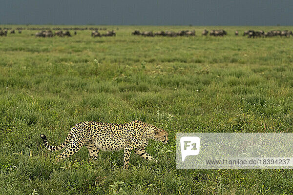 Cheetah (Acinonyx jubatus) walking  Ndutu Conservation Area  Serengeti  Tanzania  East Africa  Africa