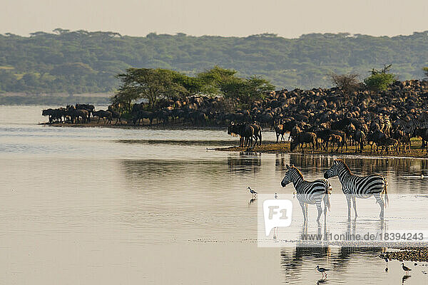 Streifengnu (Connochaetes taurinus) und Zebras (Equus quagga) am Ndutu-See  Serengeti  Tansania  Ostafrika  Afrika