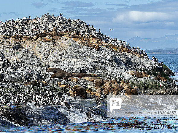 Eine Kolonie südamerikanischer Seelöwen (Otaria flavescens)  auf kleinen Inseln in der Lapataya-Bucht  Feuerland  Argentinien  Südamerika