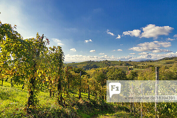 Hügel und Weinberge um die Stadt Gattinara  Bezirk Vercelli  Piemont  Italien  Europa