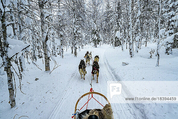 Hundeschlittenfahrt in den verschneiten arktischen Wäldern im Winter  Lappland  Finnland  Europa