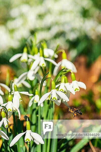 Bienen und Gewöhnliches Schneeglöckchen (Galanthus nivalis)  weiße Winter und Frühlingsblüher