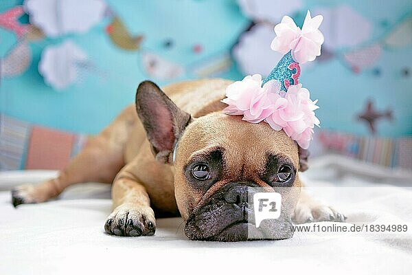 Nette liegende braune weibliche französische Bulldogge mit rosa Geburtstag Hut und babyblauem Hintergrund