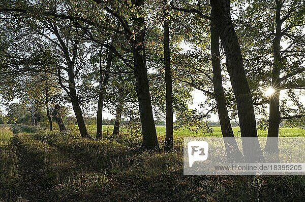 Stieleichen (Quercus robur)  Waldweg  im Herbst  im Gegenlicht mit Sonnenstern  Niedersachsen  Deutschland  Europa