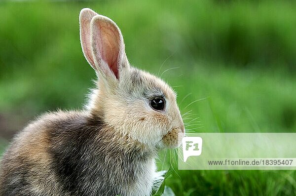 Nahaufnahme  Hauskaninchen (Oryctolagus cuniculus forma domestica)  Profil  Kopf  braun  Gras  Ostern  draußen  Porträt von einem jungen Kaninchen in einer Wiese