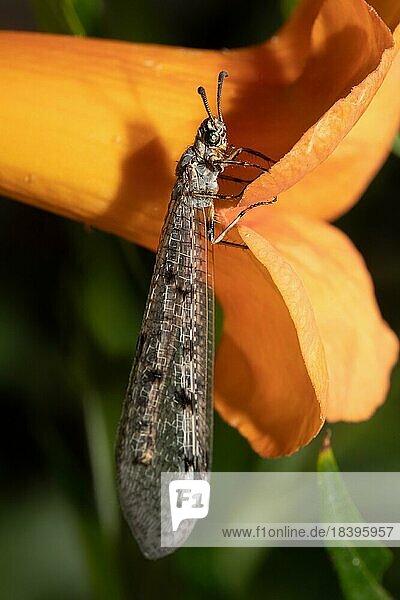 Gefleckte Ameisenjungfer mit geschlossenen Flügeln an oranger Blüte hängend rechts sehend