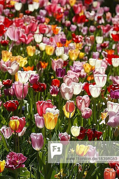 Colourful flowering tulips (Tulipa)  flowerbed  Germany  Europe