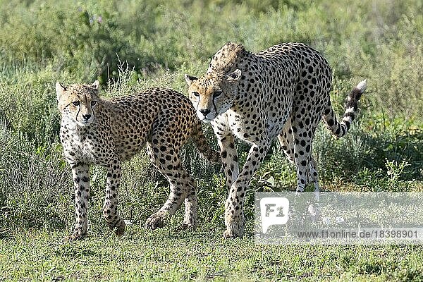 Gepard (Acinonyx jubatus)  Muttertier und Jungtier  juvenil  Ndutu Schutzgebiet  Tansania  Afrika