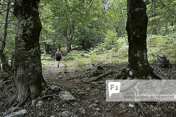 Frau am Wanderweg durch den Wald zum Qafa e Valbonës  Valbona Pass  Valbonatal  Albanien  Europa