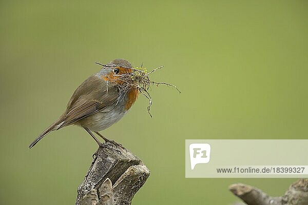 Rotkehlchen (Erithacus rubecula)  Altvogel mit Nistmaterial im Schnabel auf einem Baumstumpf  Suffolk  England  Großbritannien  Europa