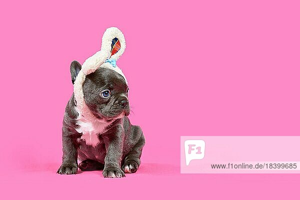 Junge Französische Bulldogge Hundewelpe mit Osterhasen Ohren auf rosa Hintergrund mit Kopie Raum