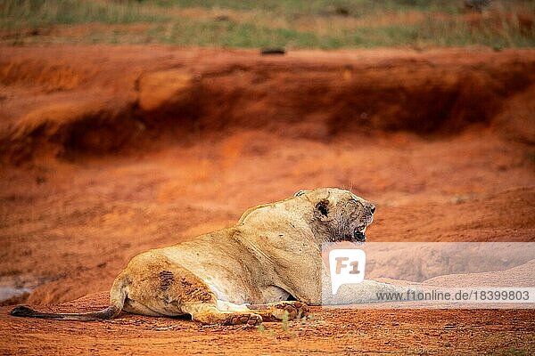 Weibliche Löwen liegen nach dem Essen und Ausruhen in der roten Erde. Die schlafenden Löwen befinden sich im Tsavo-Nationalpark  Kenia  Ostafrika  Afrika