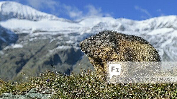 Alpine marmot (Marmota marmota)  in a high mountain landscape  blue sky  Hohe Tauern National Park  Austria  Europe