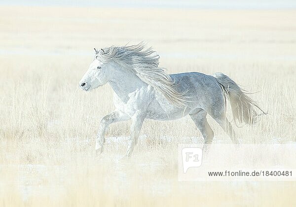 A white stallion galloping across the eastern steppe. Dornod Province  Mongolia  Asia