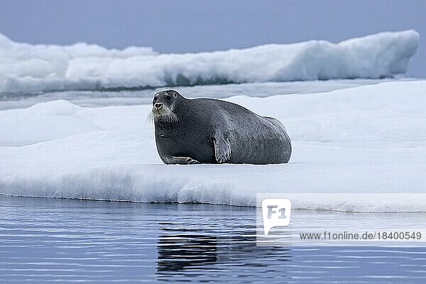 Bearded seal  square flipper seal (Erignathus barbatus) resting on ice floe in the Arctic Ocean at Svalbard  Spitsbergen  Norway  Europe