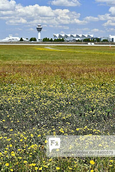 Blumenwiese mitTerminal 1 mit Tower im Hintergrund  Flughafen München  Oberbayern  Bayern  Deutschland  Europa