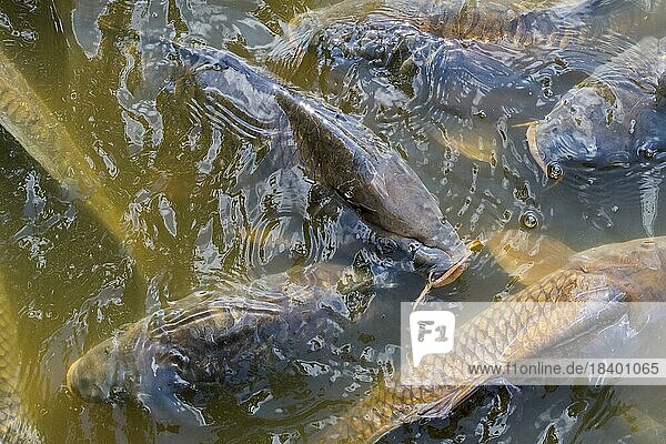 Shoal of common carp (Cyprinus carpio)  European carps coming to surface to breathe air in park pond