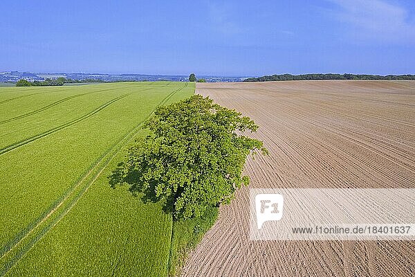 Aerial view over solitary common oak  pedunculate oak (Quercus robur)  English oak tree on the edge of plowed farmland and field in spring