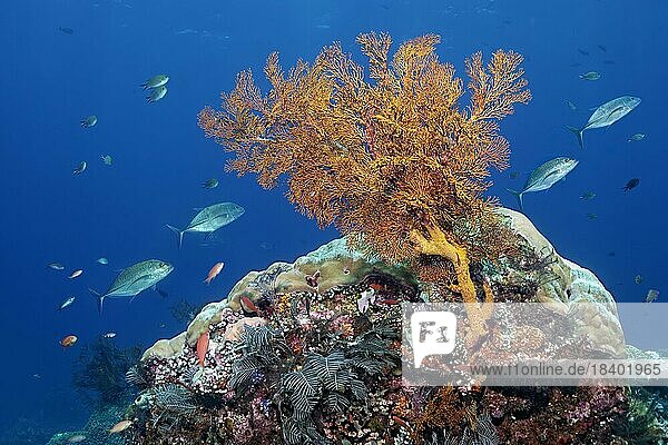 Vorne Korallenriff mit Knotiger Seefächer (Melithaea ochracea)  dahinter vier Blauflossen-Makrele (Caranx melampygus)  Sawusee  Pazifik  Nationalpark Komodo  UNESCO Weltnaturerbe  Kleine Sundainseln  Provinz Ost-Nusa Tenggara  Insel Komodo  Indonesien  Asien