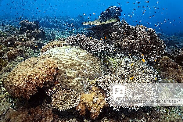 Intaktes Steinkorallenriff mit Korallen verschiedener Arten  viele  kleine Korallenfische  Sawusee  Pazifik  Nationalpark Komodo  UNESCO Weltnaturerbe  Kleine Sundainseln  Provinz Ost-Nusa Tenggara  Insel Komodo  Indonesien  Asien