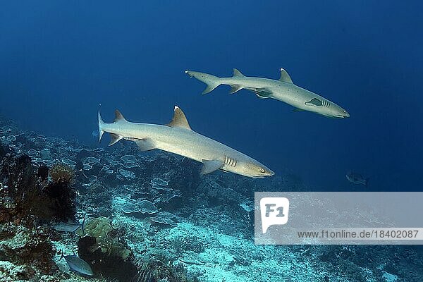 Zwei Weißspitzen-Riffhai (Triaenodon obesus) schwimmen über Korallenriff  Sawusee  Pazifik  Nationalpark Komodo  UNESCO Weltnaturerbe  Kleine Sundainseln  Provinz Ost-Nusa Tenggara  Insel Komodo  Indonesien  Asien