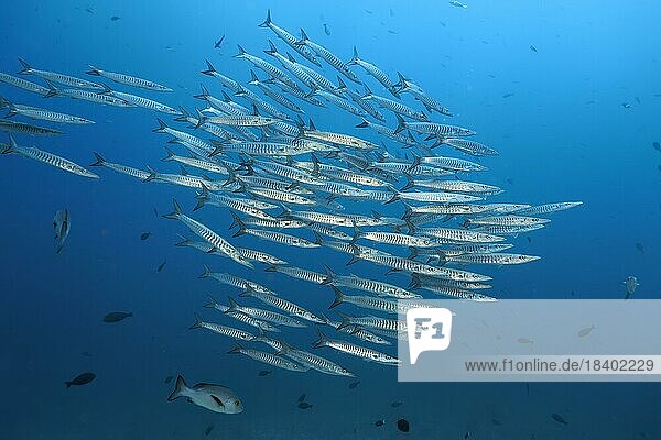 Schwarm Sägezahn-Barrakudas (Sphyraena putnamae) schwimmt im offenen Meer  Sawusee  Pazifik  Nationalpark Komodo  UNESCO Weltnaturerbe  Kleine Sundainseln  Provinz Ost-Nusa Tenggara  Insel Komodo  Indonesien  Asien