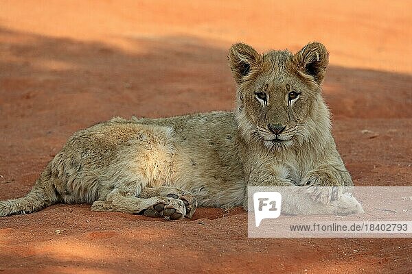 Löwe (Panthera leo)  Jungtier  ruhend  wachsam  Tswalu Game Reserve  Kalahari  Nordkap  Südafrika