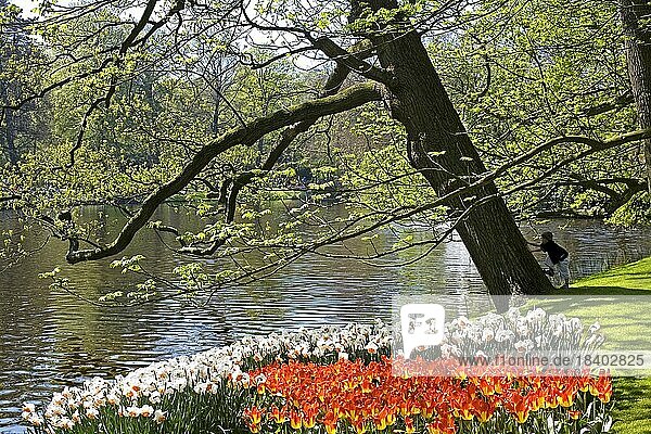 Tulpenblüten  Inspirationsgärten  Keukenhof  Lisse  Niederlande  Europa