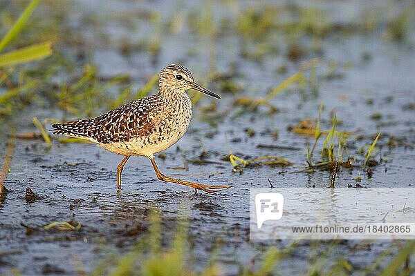Bruchwasserläufer (Tringa glareola)  Watvogel  Ochsenmoor  Dümmer  Hüde  Niedersachsen  Deutschland  Europa