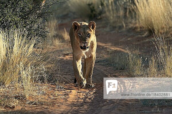 Lion (Panthera leo)  adult  female  alert  running  Tswalu Game Reserve  Kalahari  Northern Cape  South Africa  Africa