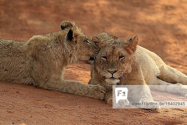 Lion (Panthera leo)  two cubs  social behaviour  siblings  Tswalu Game Reserve  Kalahari  Northern Cape  South Africa  Africa