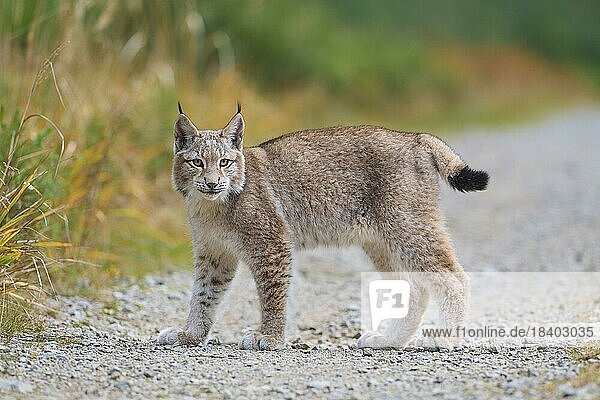 Europäischer Luchs (Lynx lynx)  Jungtier auf Waldweg