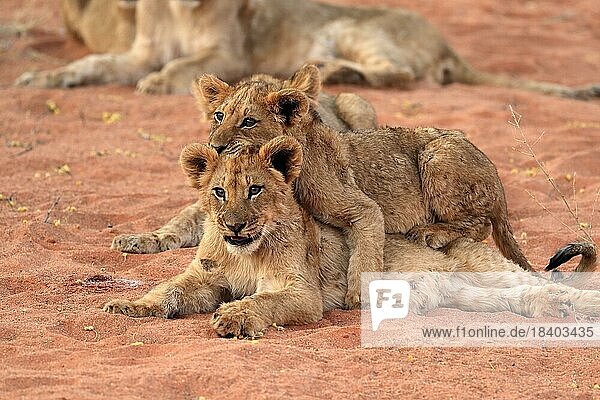 Lion (Panthera leo)  three cubs  siblings  alert  group  Tswalu Game Reserve  Kalahari  Northern Cape  South Africa  Africa
