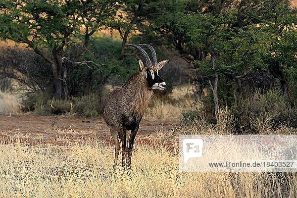 Roan antelope (Hippotragus equinus)  adult  alert  Tswalu Game Reserve  Kalahari  Northern Cape  South Africa  Africa