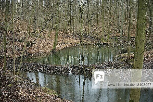 Ein Biberdamm (Castor Fiber) staut einem Bach (Nonnenfließ) in einem Laubmischwald an. Deutschland  Brandenburg  Landkreis Barnim  Spechthausen  Naturpark Barnim  NSG Nonnenfließ