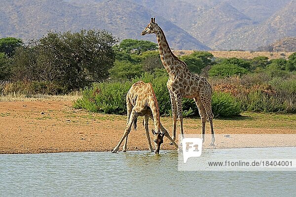 Southern giraffe (Giraffa camelopardalis giraffa)  adult  at the water  drinking  waterhole  two giraffes  Tswalu Game Reserve  Kalahari  Northern Cape  South Africa  Africa