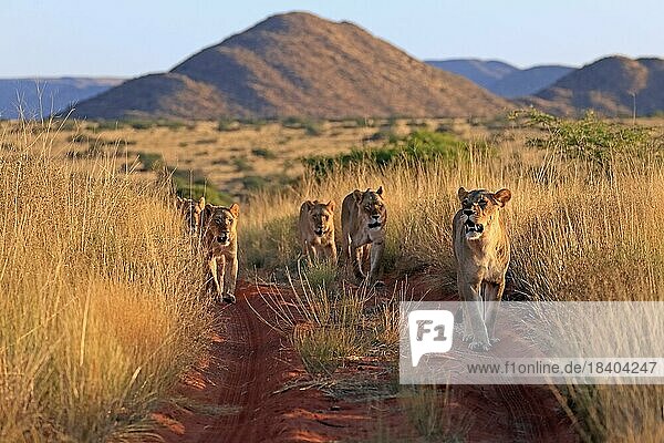 Lion (Panthera leo)  adult  female  group  alert  running  Tswalu Game Reserve  Kalahari  Northern Cape  South Africa  Africa