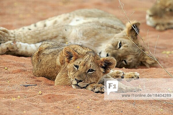 Löwe (Panthera leo)  Jungtier  ruhend  wachsam  Gruppe  Tswalu Game Reserve  Kalahari  Nordkap  Südafrika