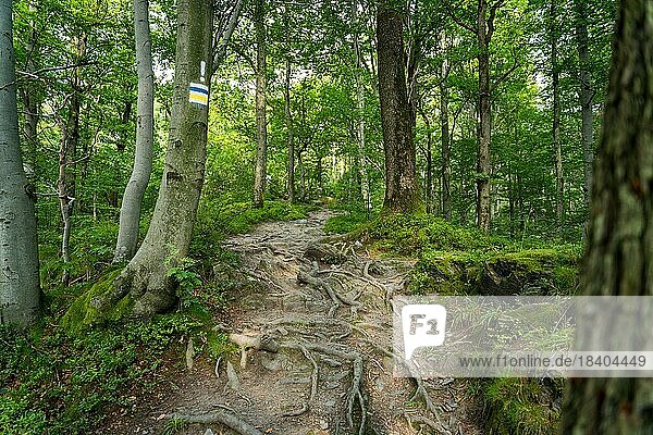 Markierung des Wanderwegs in Gelb und Blau  gemalt auf einen Baum Polnische Berge  Polen  Europa