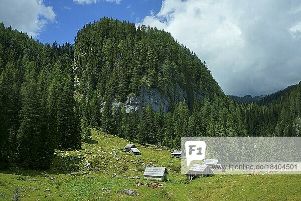 Bewaldete Hügel  grüne Wiesen mit rotbunten Kühen und Holzhütten an einem sonnigen Tag in den Bergen. Slowenien  Stara Fuzina  Triglav-Nationalpark