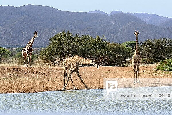 Southern giraffe (Giraffa camelopardalis giraffa)  adult  at the water  drinking  waterhole  group  Tswalu Game Reserve  Kalahari  Northern Cape  South Africa  Africa