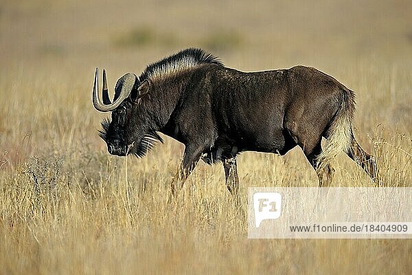 Weißschwanzgnu (Connochaetes gnou)  adult  laufend  Mountain Zebra Nationalpark  Ostkap  Südafrika