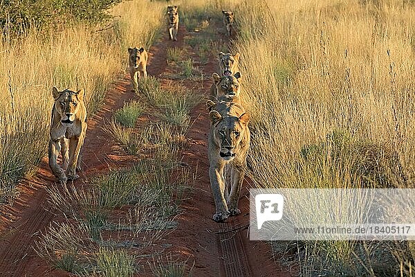 Löwe (Panthera leo)  adult  weiblich  Gruppe  wachsam  laufend  Tswalu Game Reserve  Kalahari  Nordkap  Südafrika