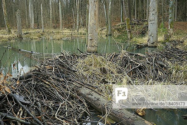 Ein Biberdamm (Castor Fiber) staut einem Bach (Nonnenfließ) in einem Wald an. Deutschland  Brandenburg  Landkreis Barnim  Spechthausen  Naturpark Barnim  NSG Nonnenfließ