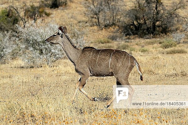 Zambezi greater kudu (Strepsiceros zambesiensis)  Greater kudu  adult  female  running  Tswalu Game Reserve  Kalahari  Northern Cape  South Africa  Africa