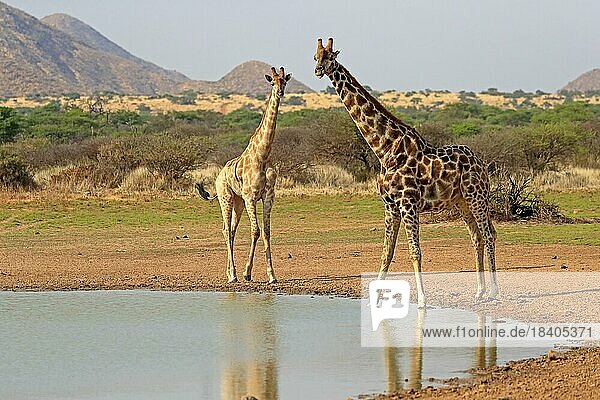 Southern giraffe (Giraffa camelopardalis giraffa)  adult  at the water  waterhole  two giraffes  Tswalu Game Reserve  Kalahari  Northern Cape  South Africa  Africa