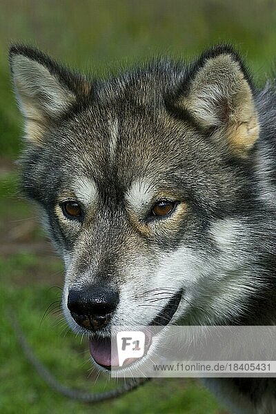 Greenland dog (Canis lupus familiaris)  sledge dog  Ilulissat  West-Greenland  Greenland  North America