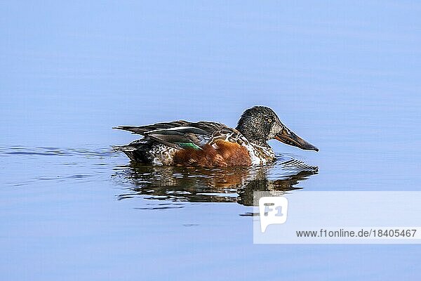 Second year Northern shoveler (Anas clypeata) immature male  drake in first winter plumage swimming in pond